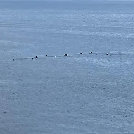 Dolphin View Lambs Head شقة