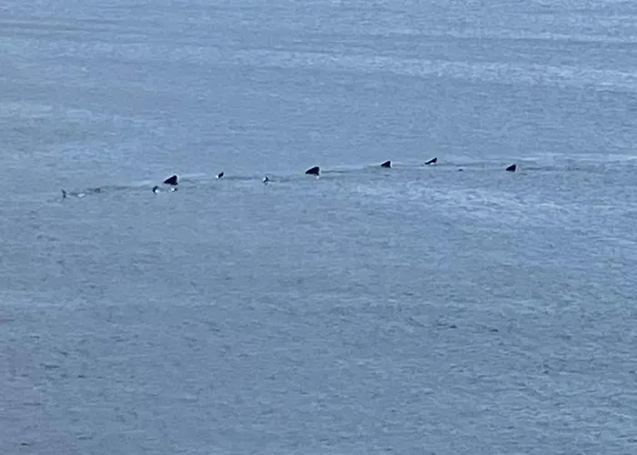 Dolphin View Lambs Head Apartmán